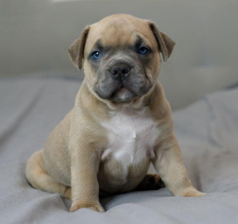 Девочка Ambra