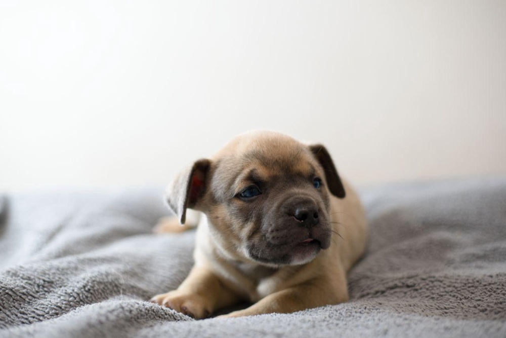 Мальчик Apollo