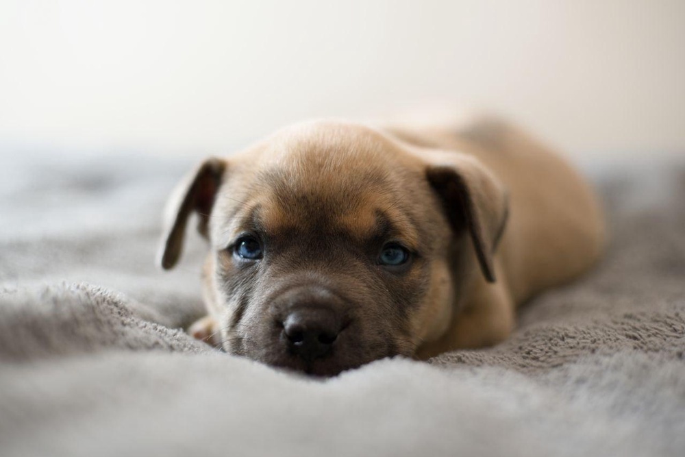 Мальчик Apollo