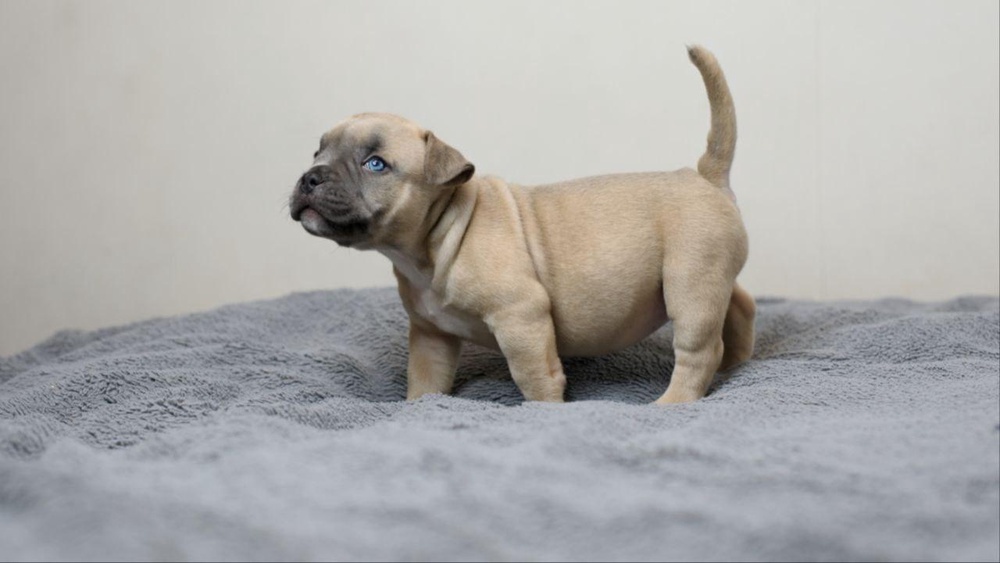 Девочка Aurora