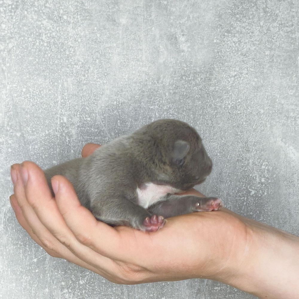 Девочка Airis