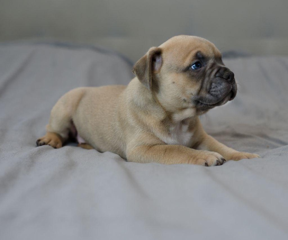 Девочка Ambra