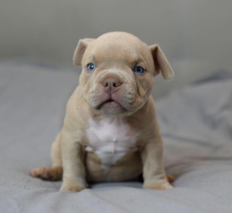 Мальчик Archi