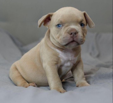 Мальчик Archi