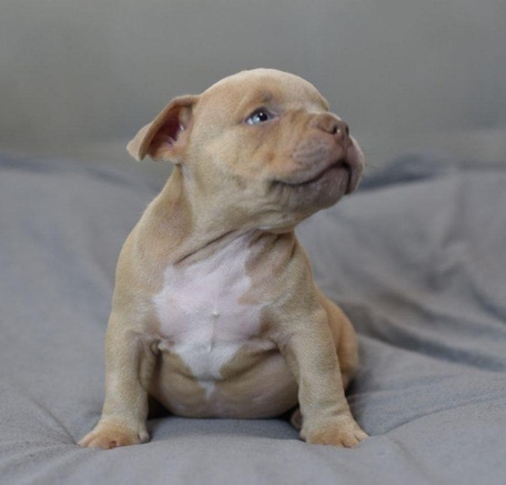 Мальчик Archi