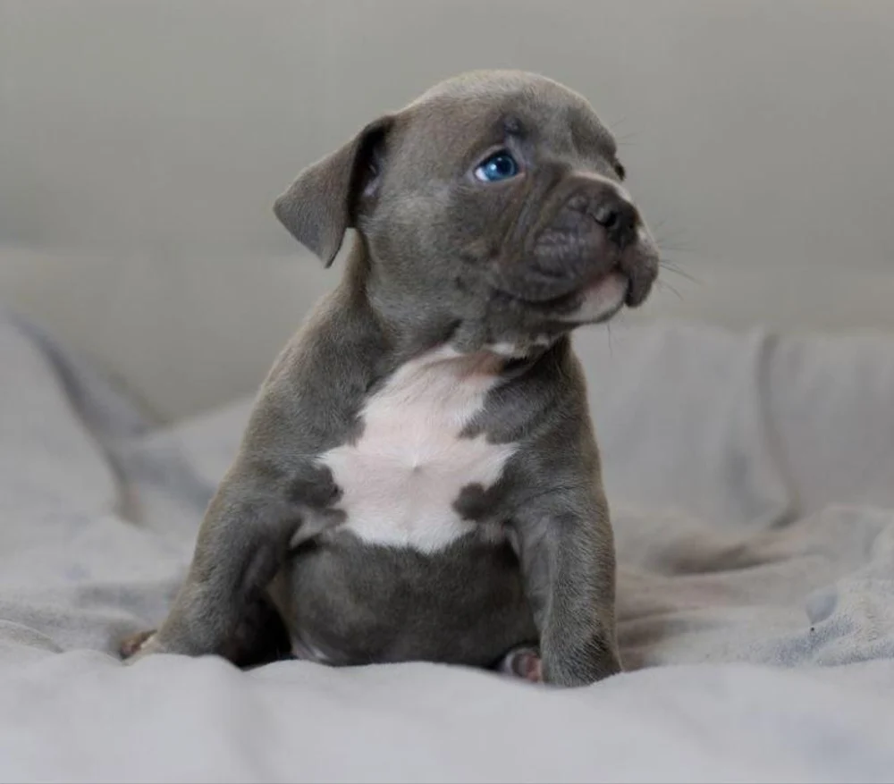 Девочка Airis