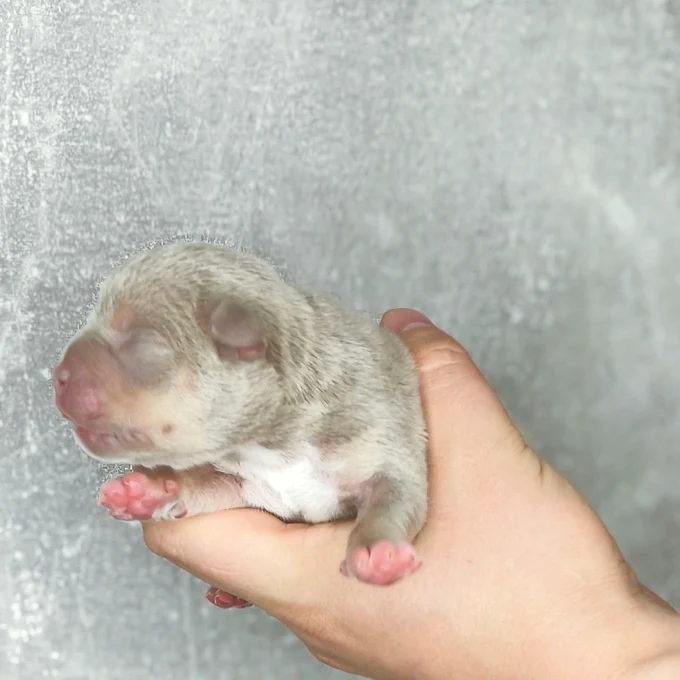 Мальчик Archi