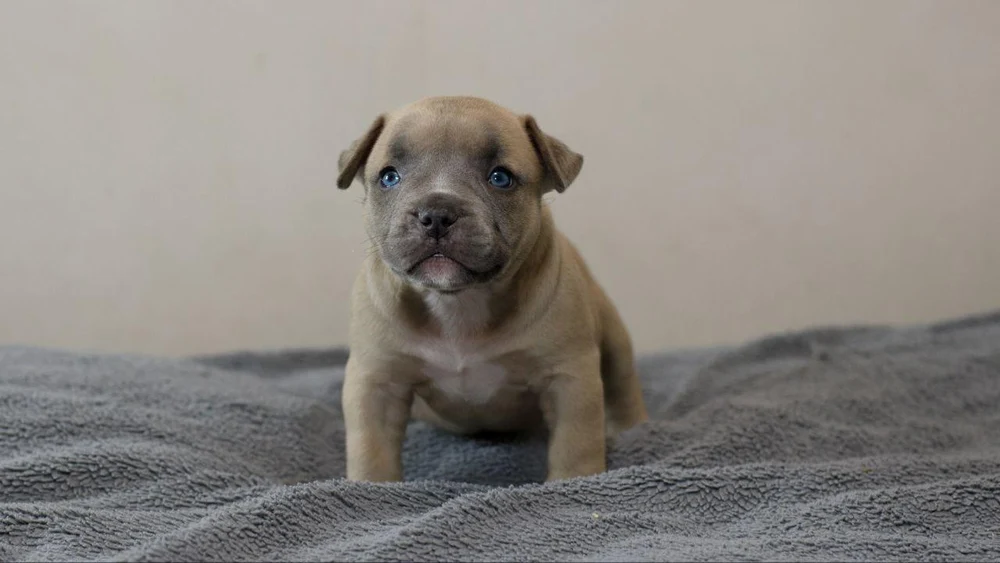 Девочка Aurora