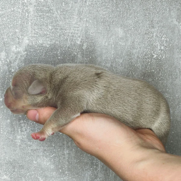 Мальчик Archi