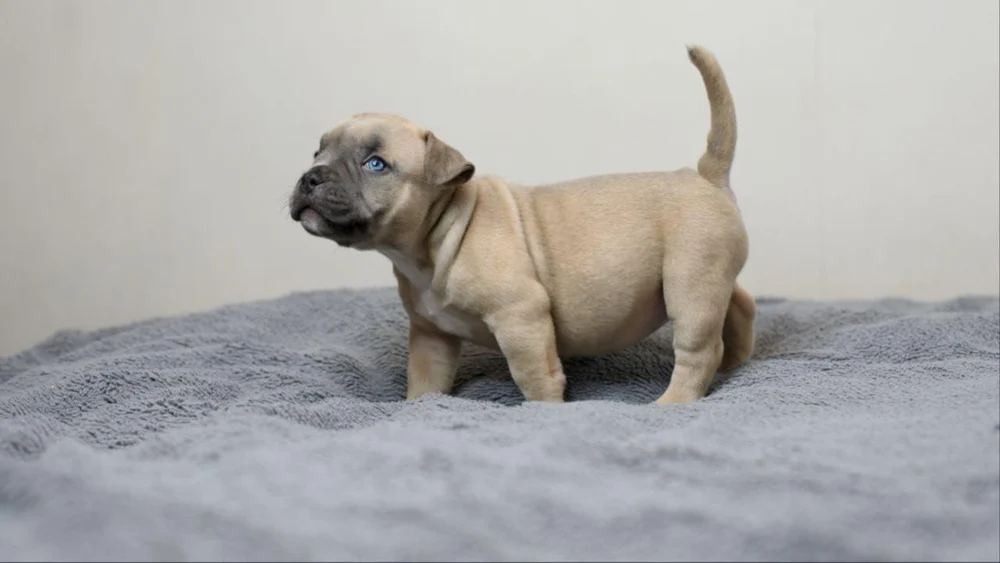 Девочка Aurora