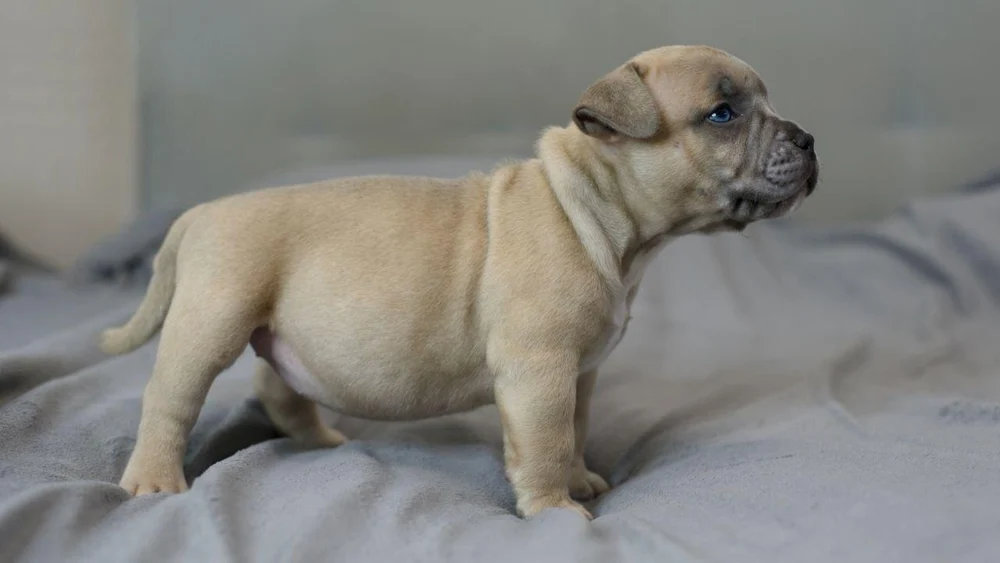 Девочка Aurora