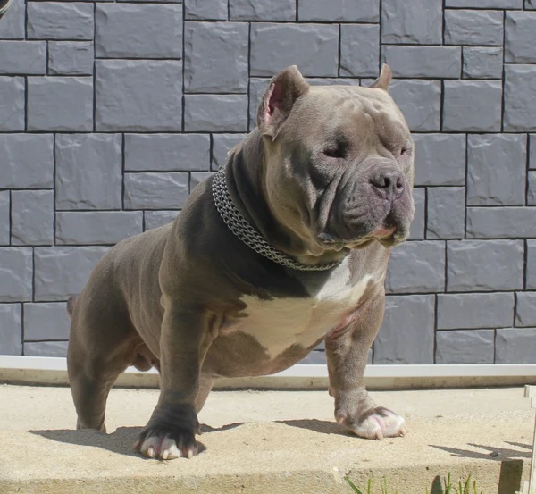 Титулованные производители: