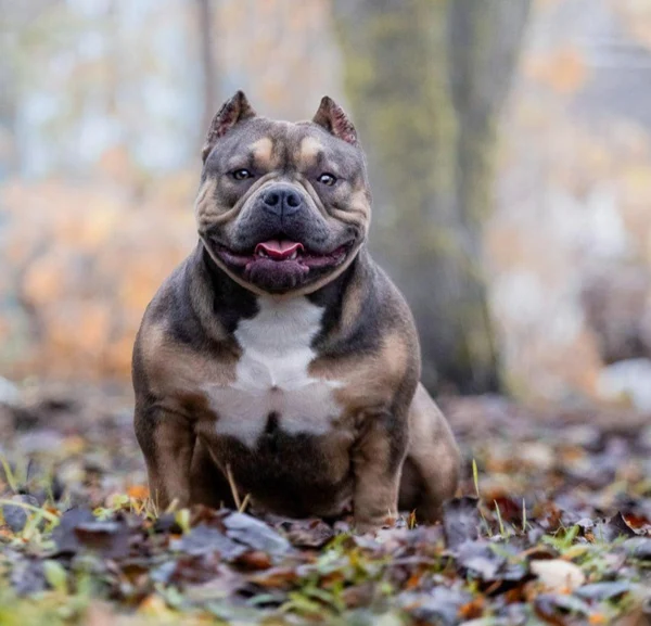 Титулованные производители: