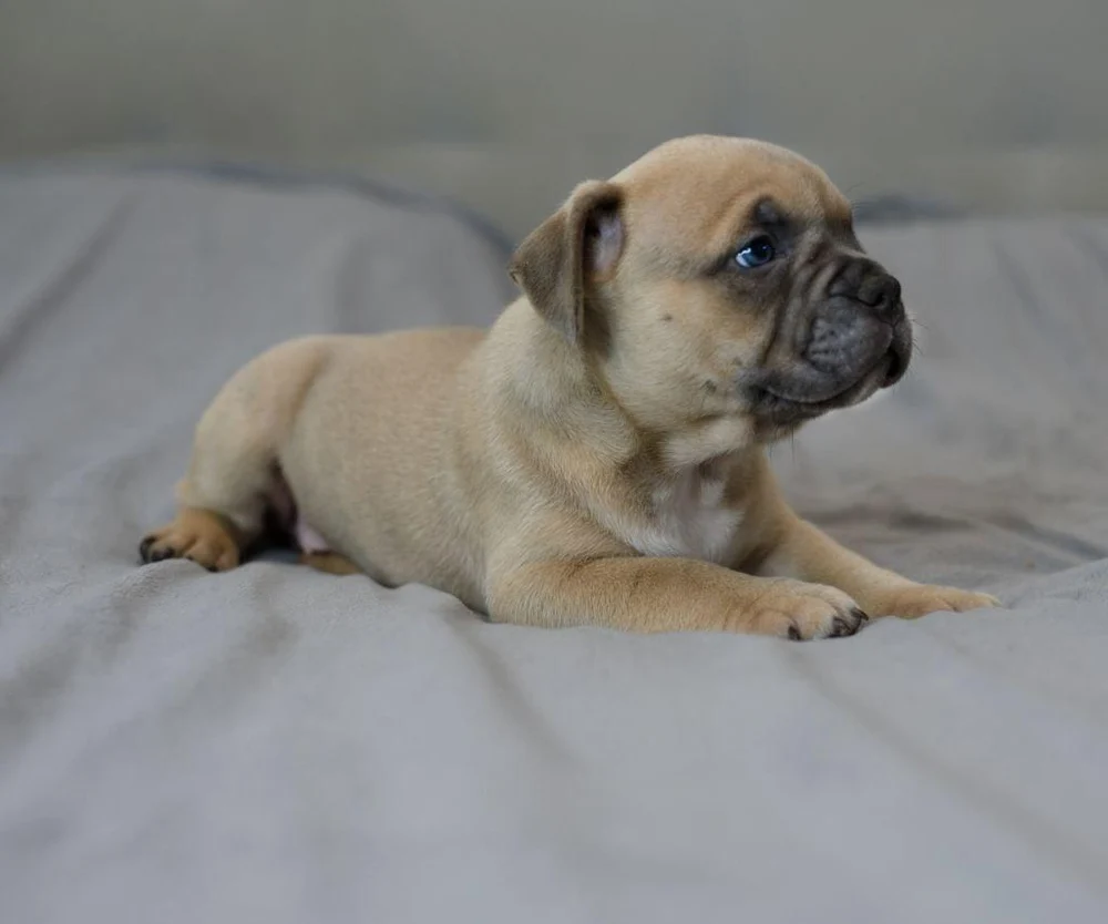 Девочка Ambra