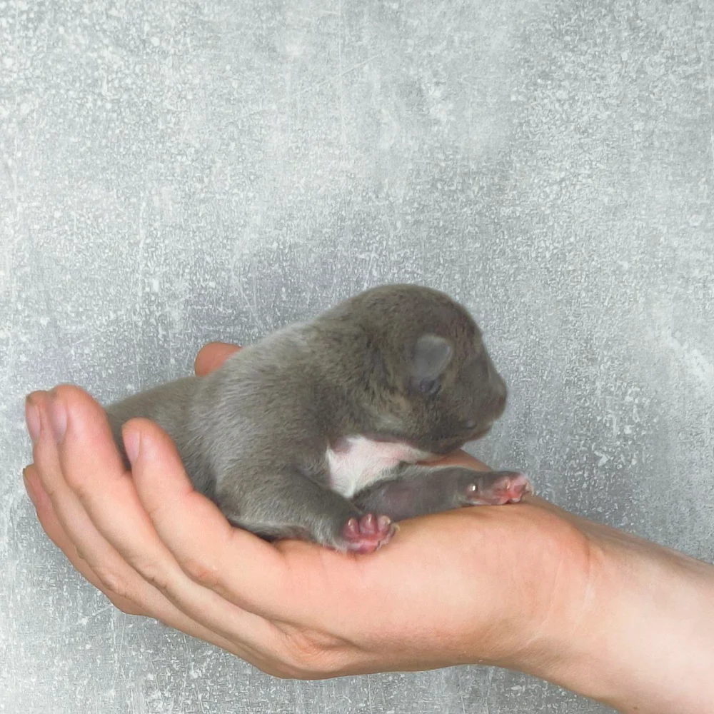 Девочка Airis