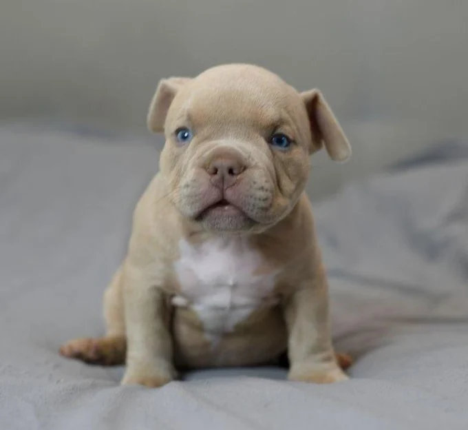 Мальчик Archi