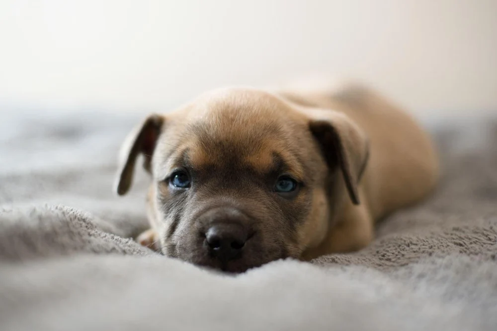 Мальчик Apollo