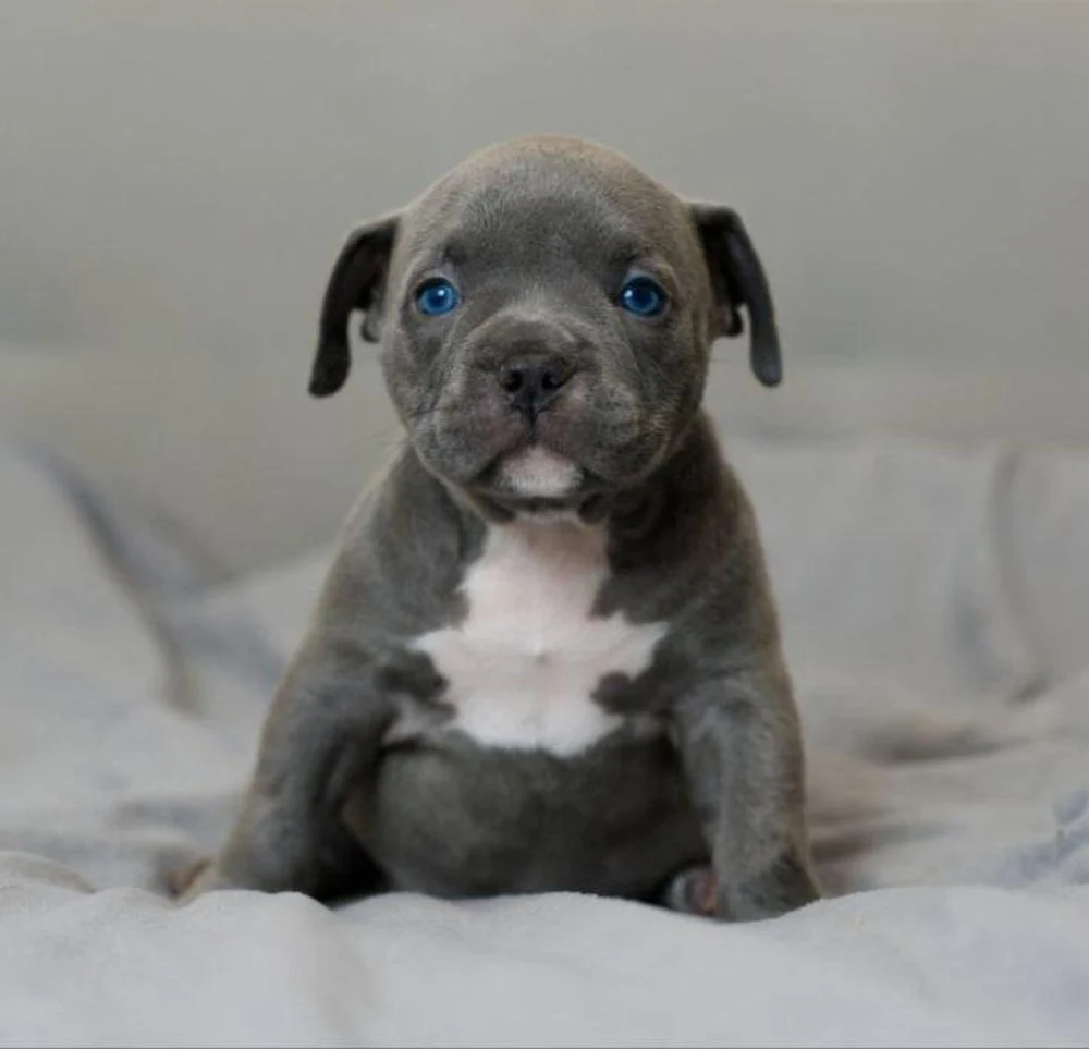 Девочка Airis