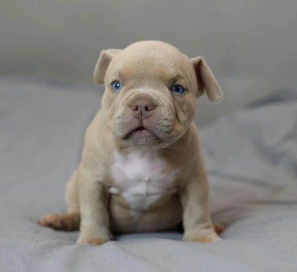 Мальчик Archi