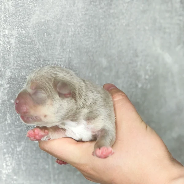 Мальчик Archi